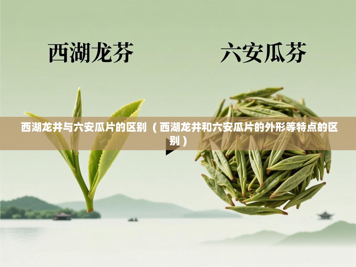  西湖龙井与六安瓜片的区别  ( 西湖龙井和六安瓜片的外形等特点的区别 )