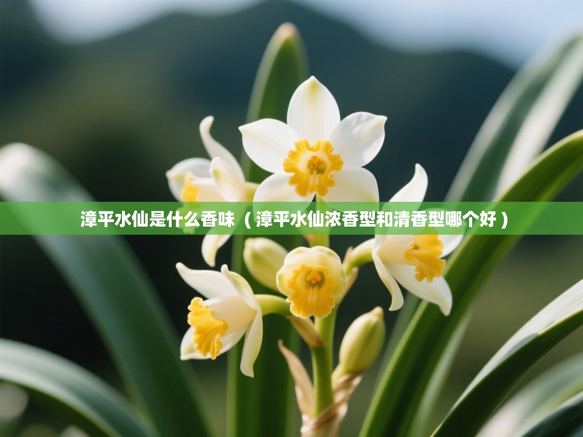 漳平水仙是什么香味 ( 漳平水仙浓香型和清香型哪个好 ) 漳平水仙是什么香味 ( 漳平水仙浓香型和清香型哪个好 )