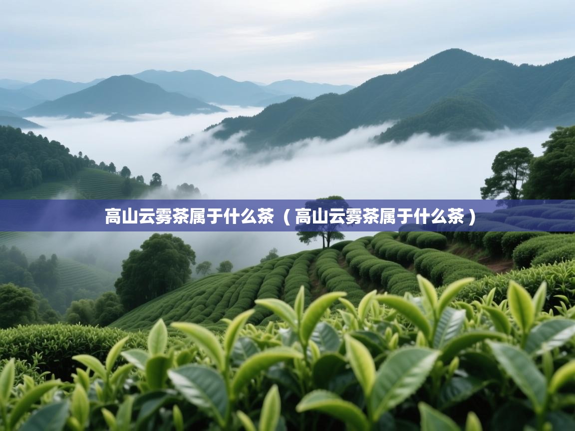高山云雾茶属于什么茶 ( 高山云雾茶属于什么茶 ) 高山云雾茶属于什么茶 ( 高山云雾茶属于什么茶 )