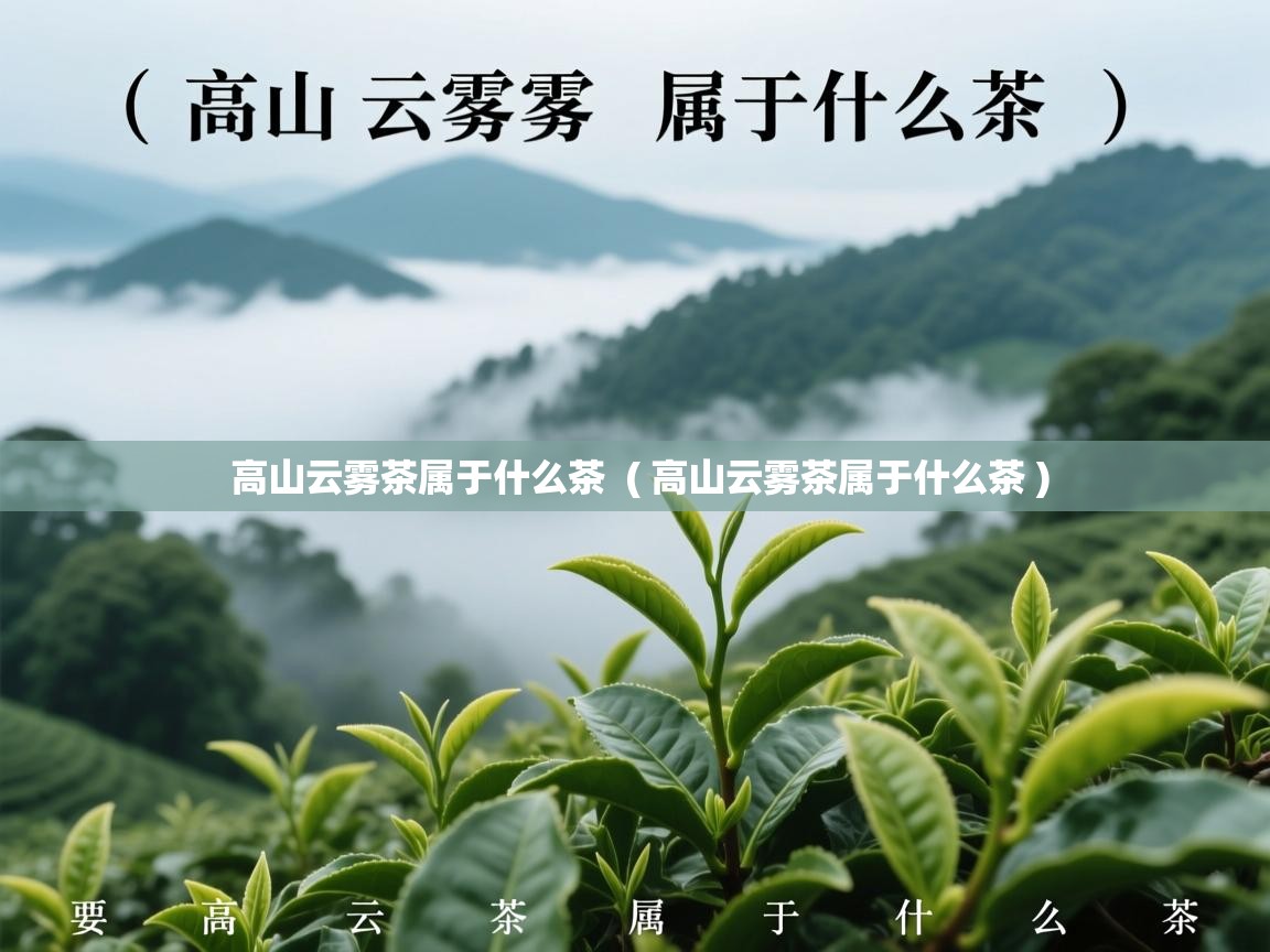 高山云雾茶属于什么茶 ( 高山云雾茶属于什么茶 ) 高山云雾茶属于什么茶 ( 高山云雾茶属于什么茶 )